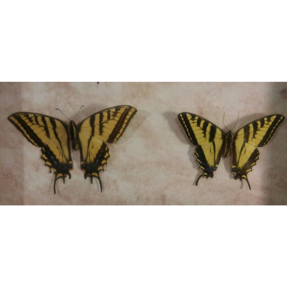Butterfly Mounts - in 21 x 17" frame - Picture 3 of 8